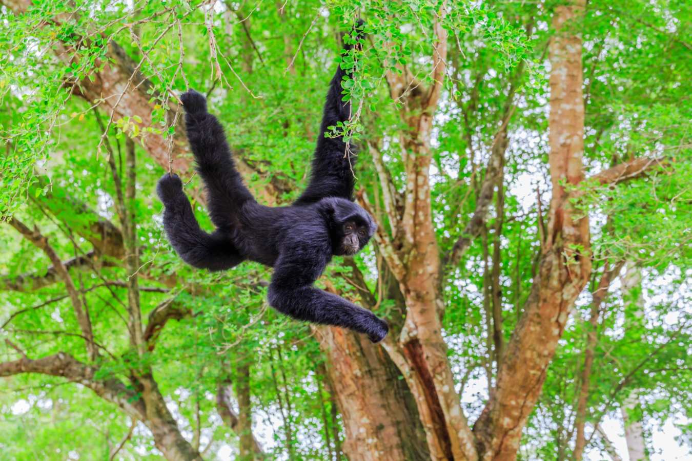 Monkey - Guatemala, Belize & Mexico for the Family