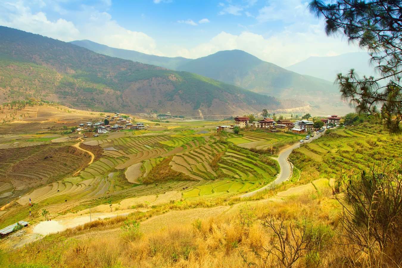 Rice Terraces in Punakha