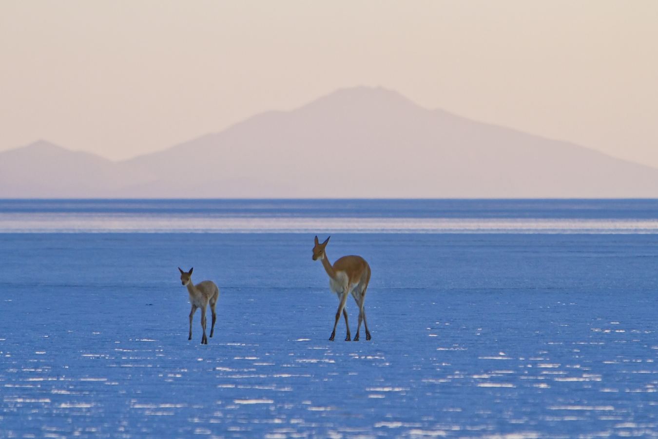 Vicunas on the salt - Airstream Uyuni