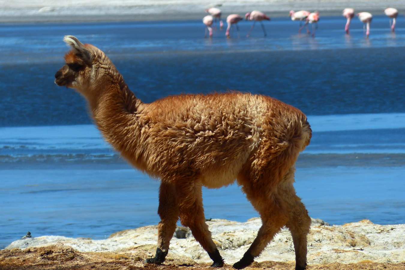 Atacama wildlife - Atacama to Lake Titicaca