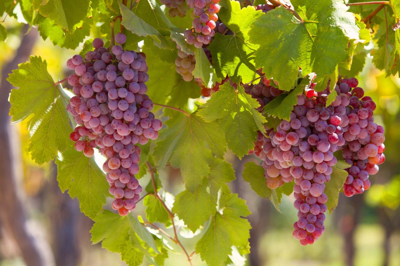 Grapes - Atacama to Lake Titicaca