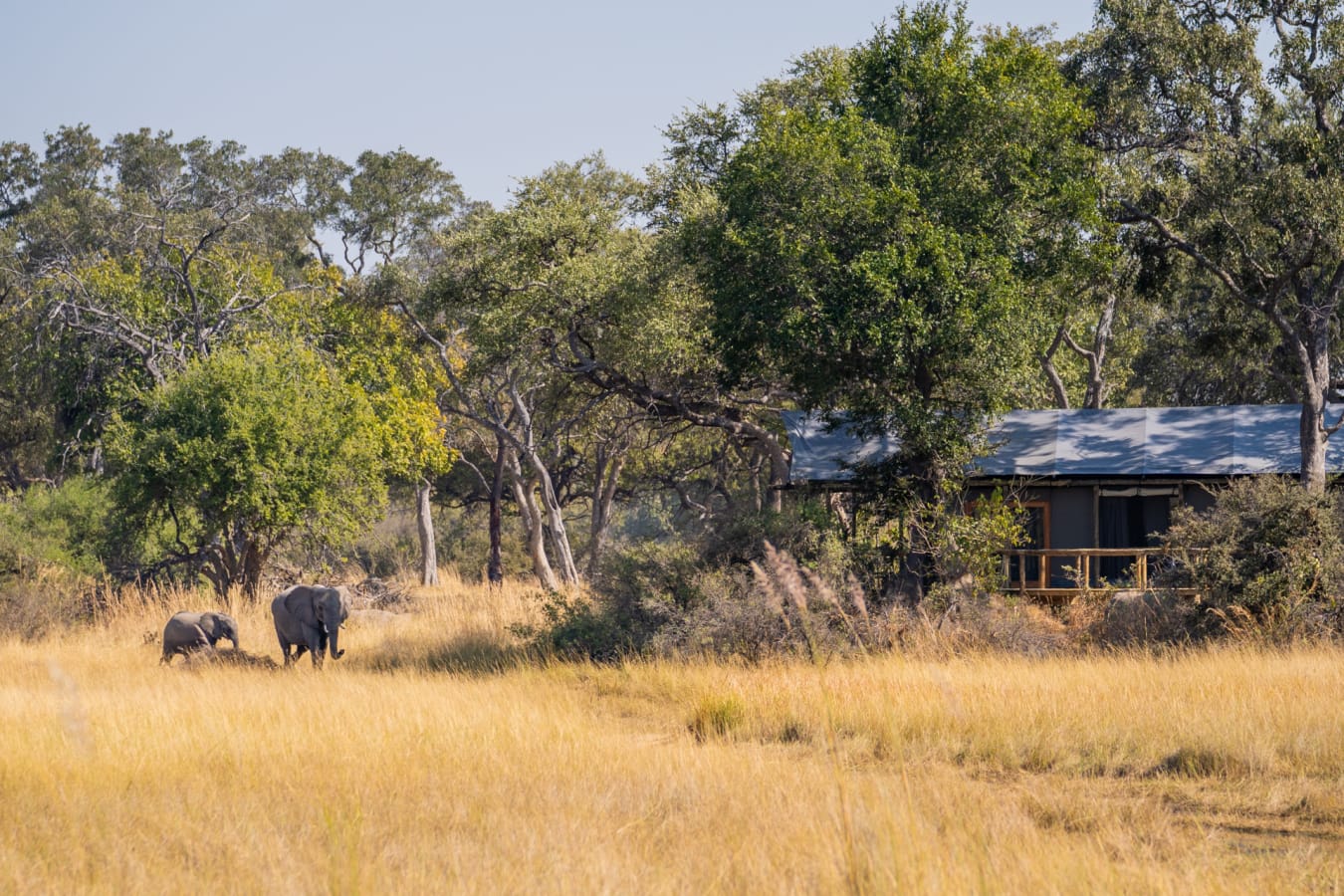 Elephants