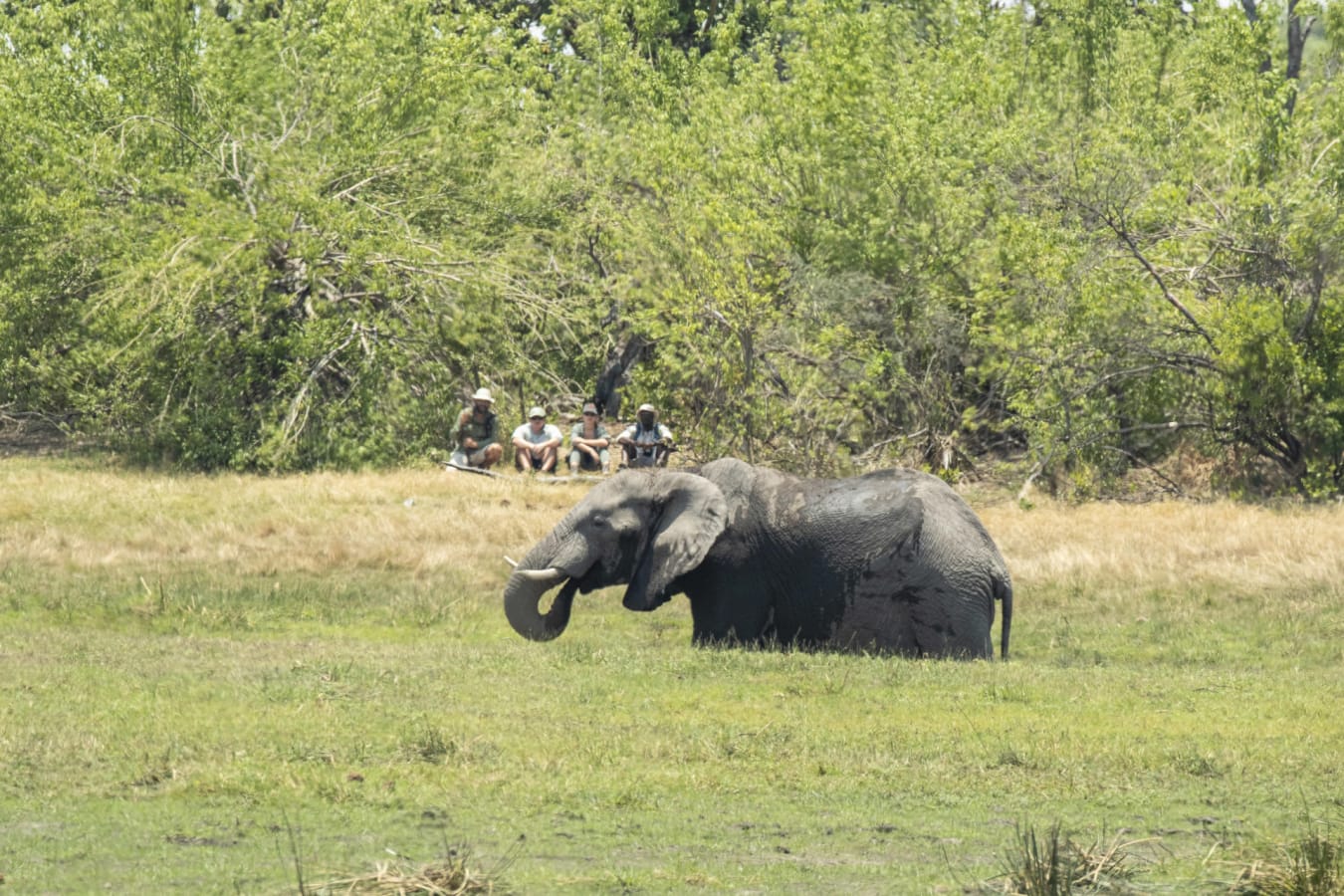 Up close to Wildlife 