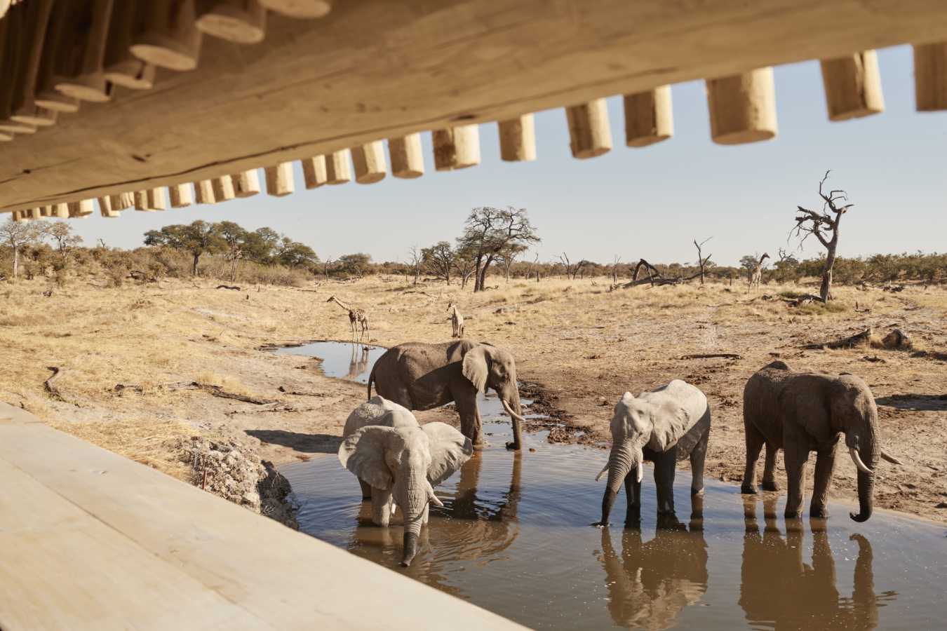 Elephants at the water hole  