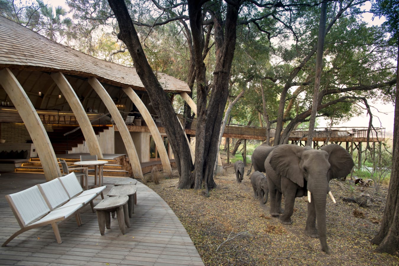 elephants