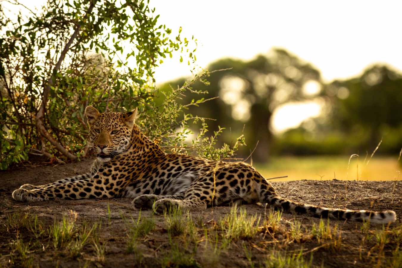 Leopard