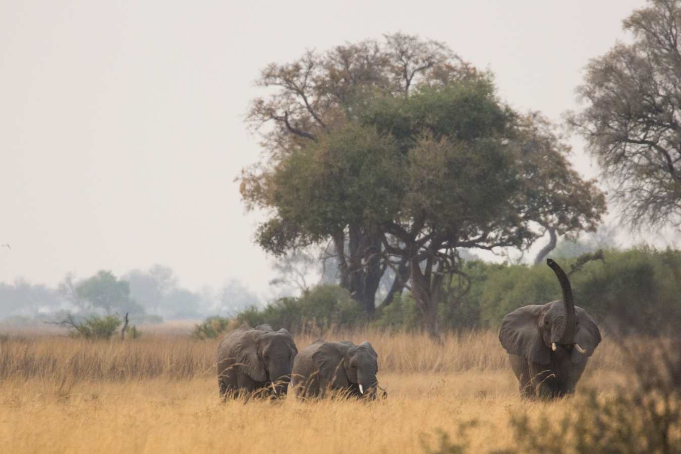 Elephants in the grass