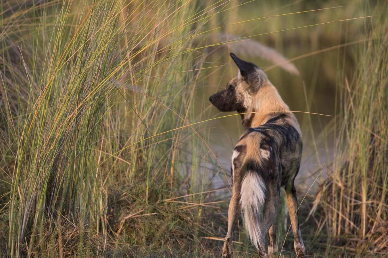 Wild dog