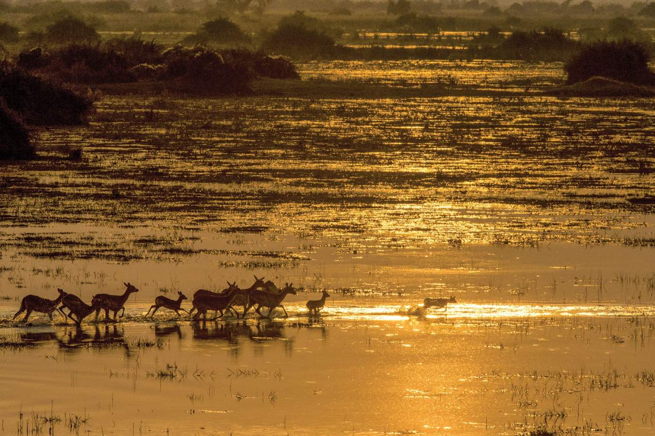 Red lechwe