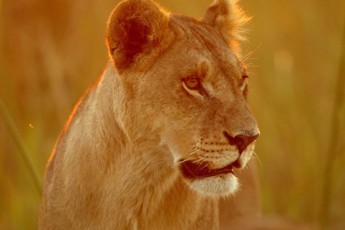 Lioness at sunrise - Duba Plains