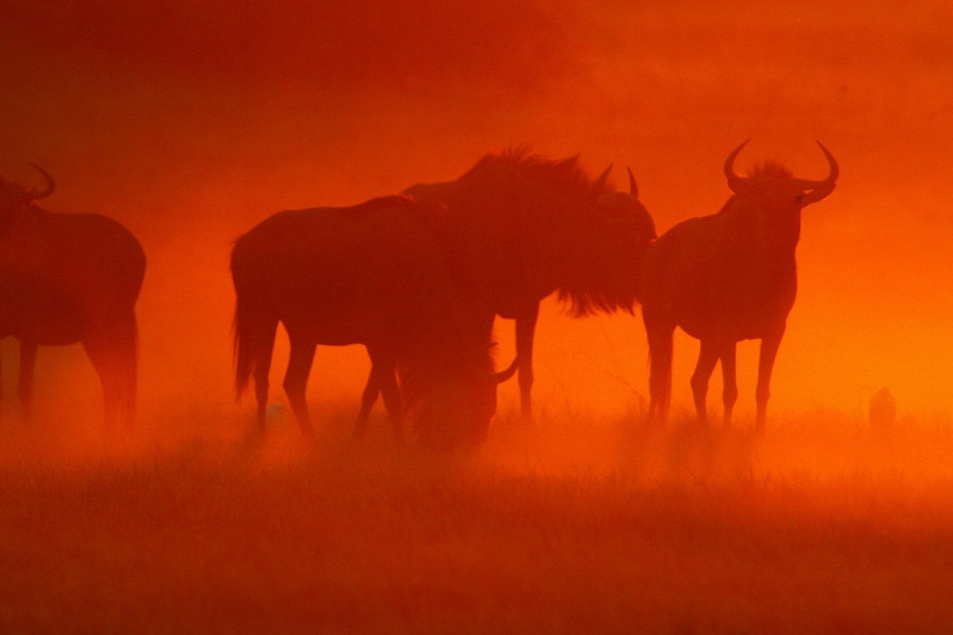 Wildebeest near Duba Plains - Duba Plains