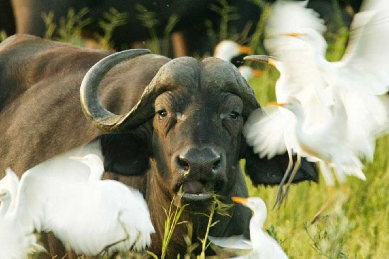 Buffalo and egrets - Duba Plains