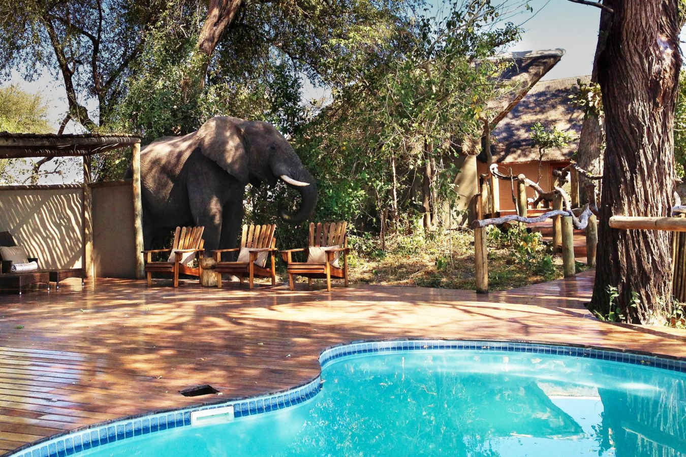 Elephant visitor - Kwando Lagoon Camp