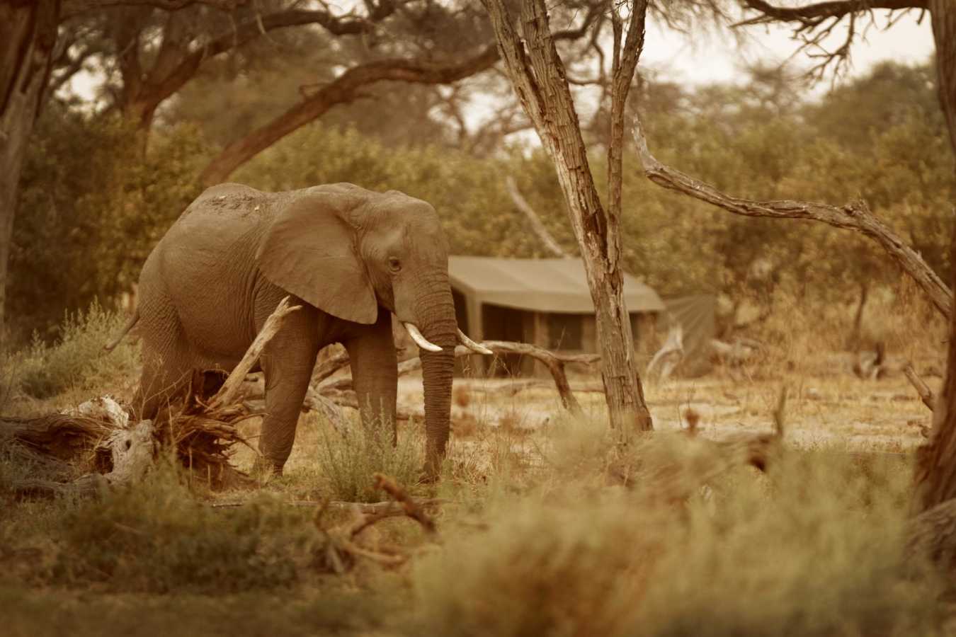 Elephant visiting camp - Letaka Safaris