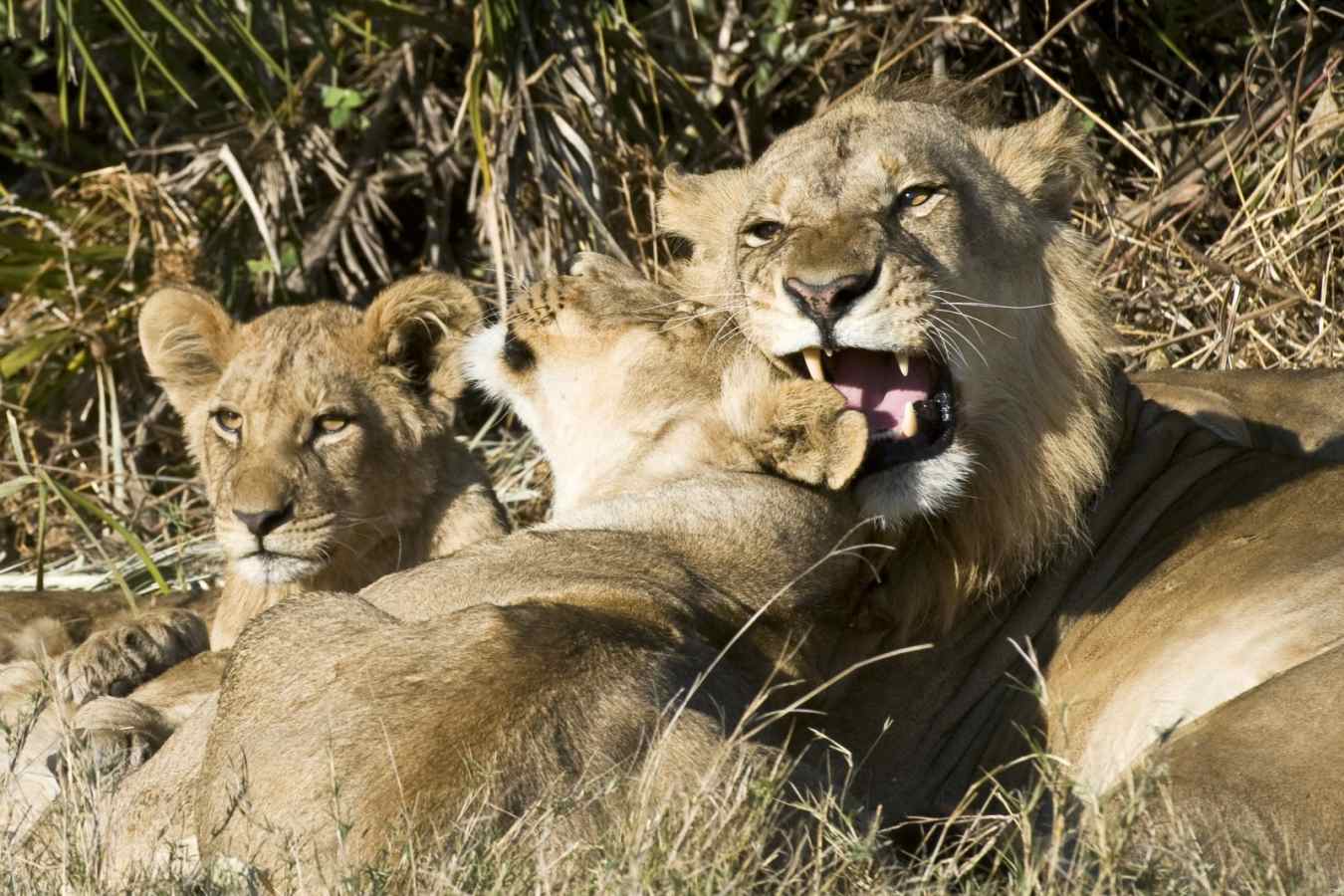 A pride of lion near camp - Little Mombo