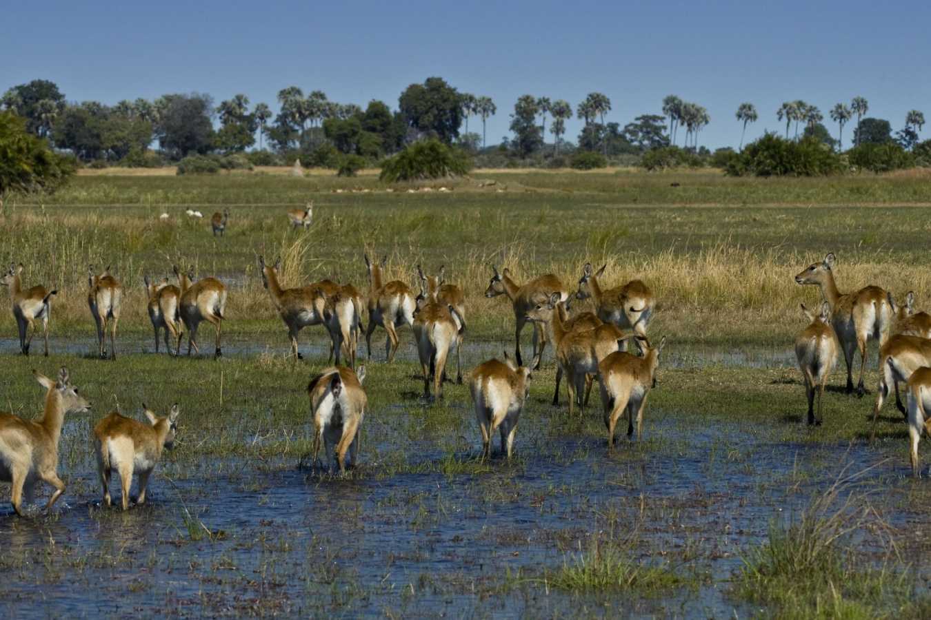 Red lechwe in the floodwaters - Little Mombo