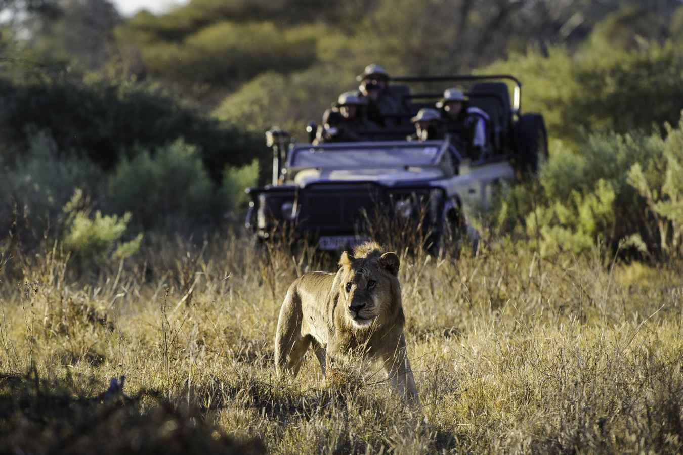 Game drive from Little Mombo - Little Mombo