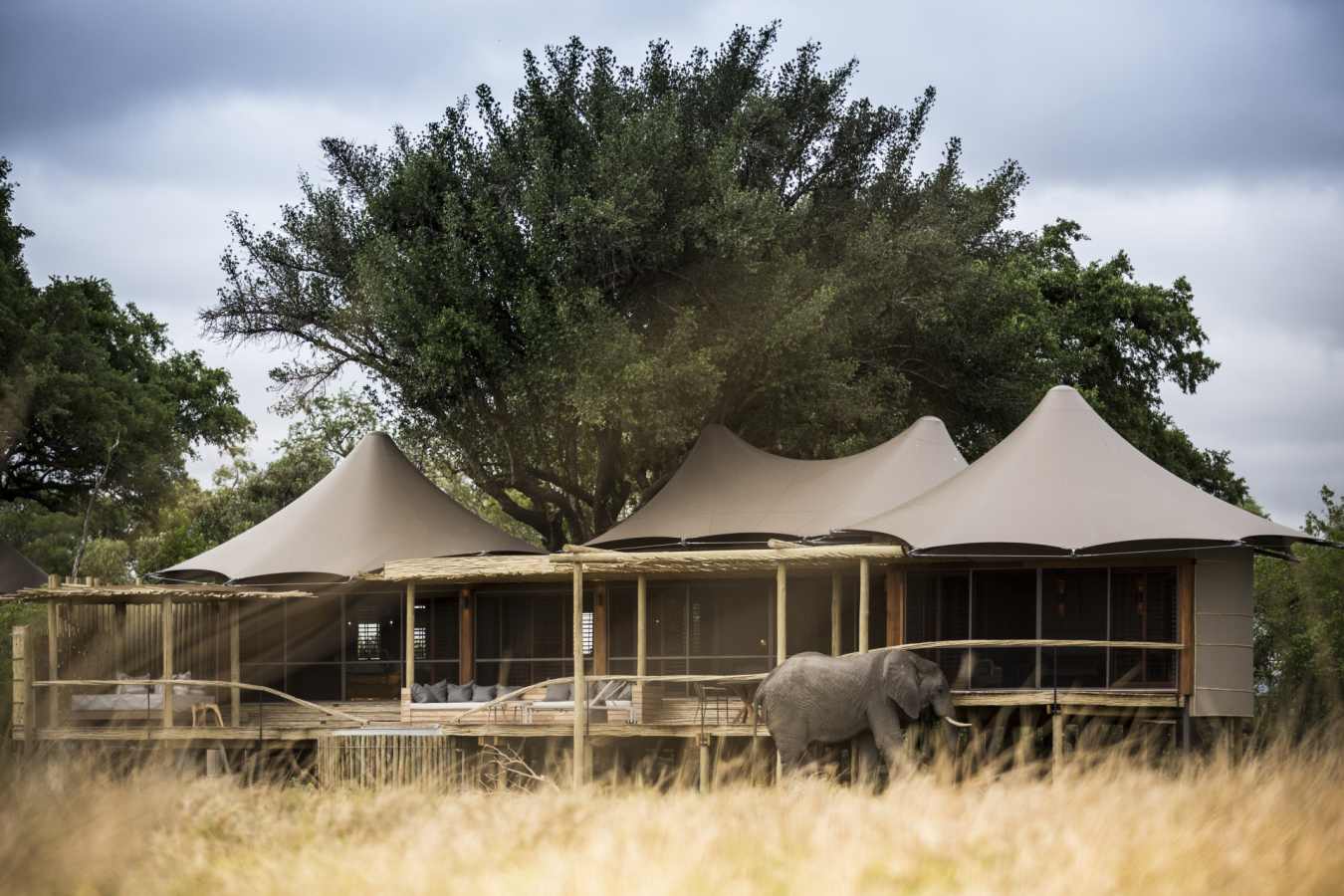 Exterior of tent with elephant - Little Mombo