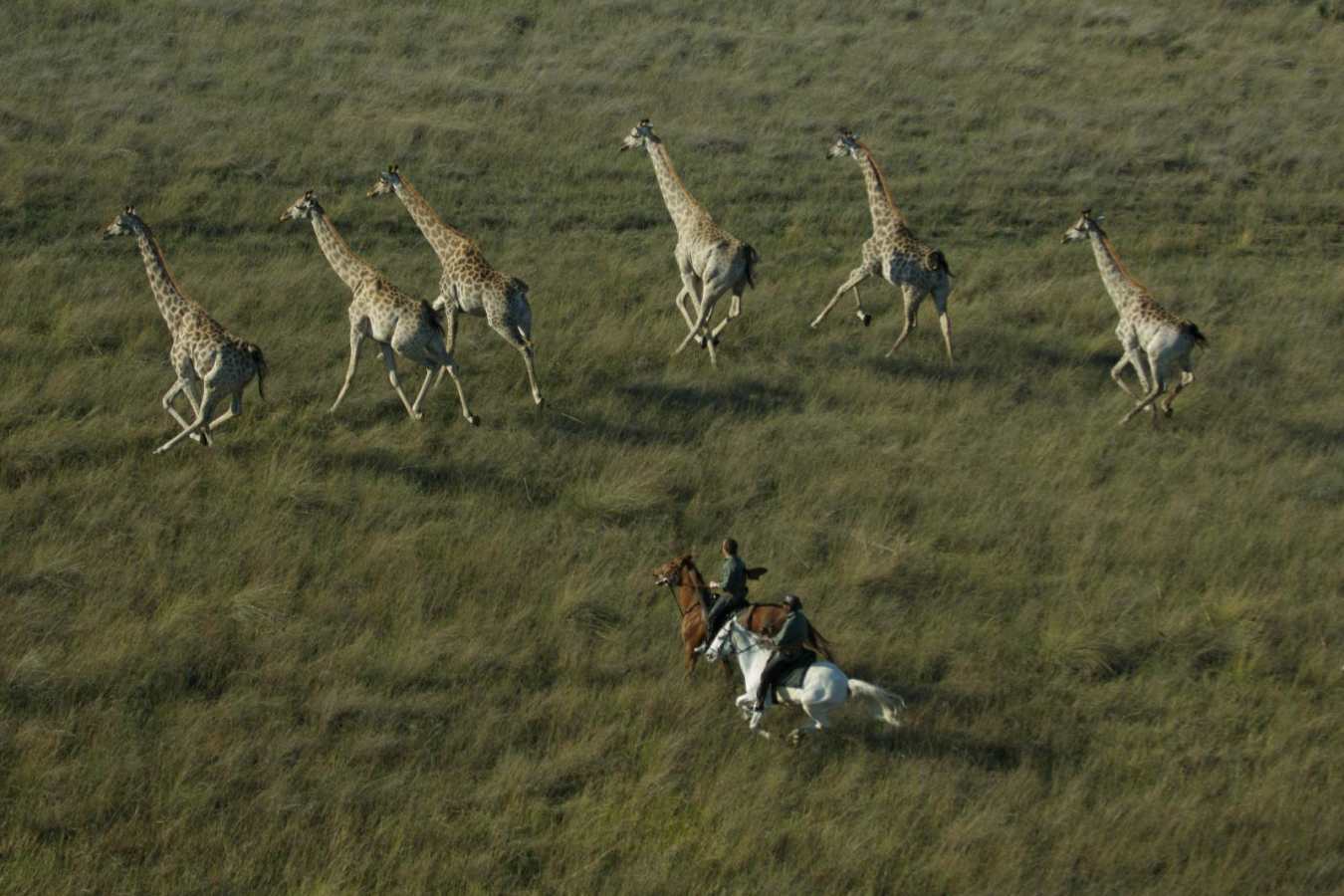 Giraffes - Macatoo Camp