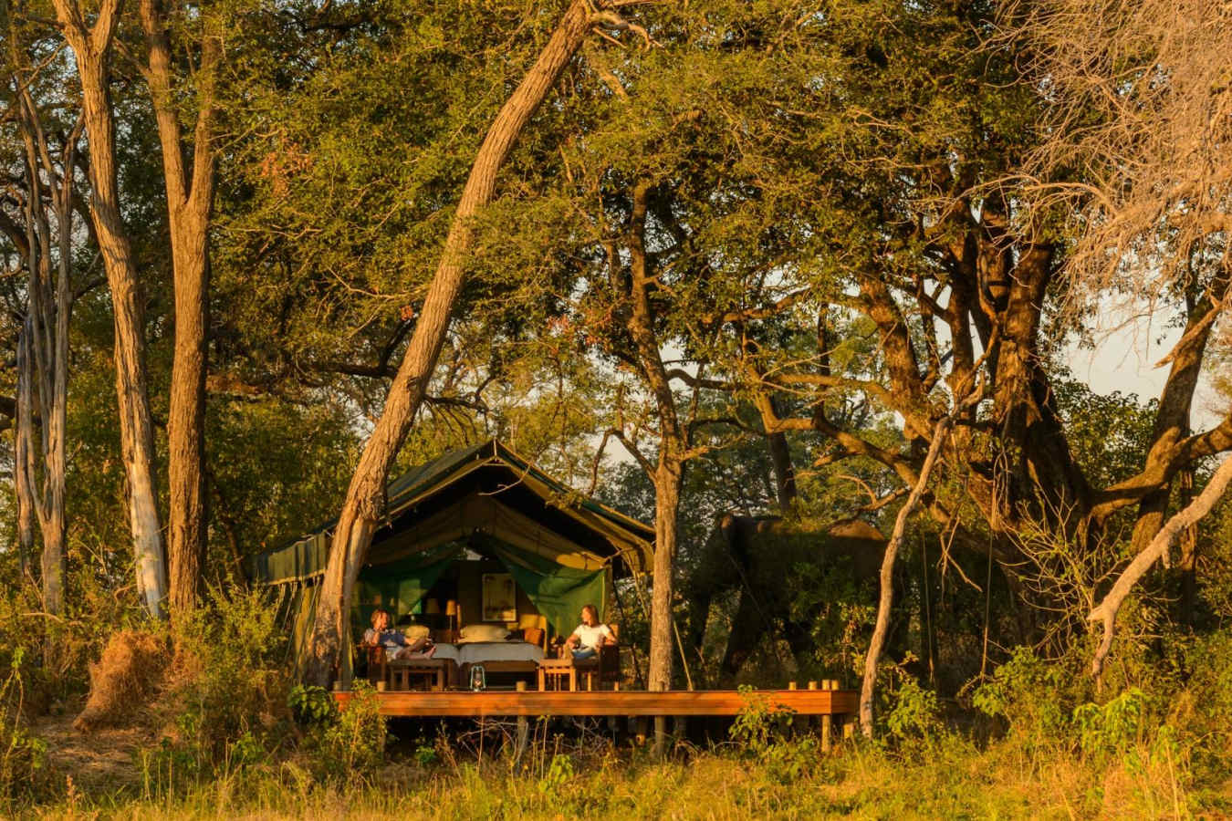 Tent tucked into the trees - Macatoo Camp