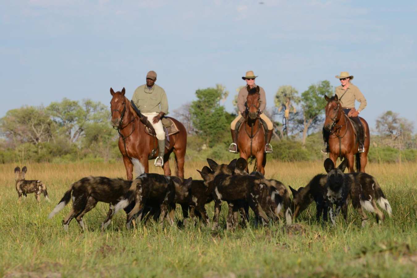 Wild dog encounter - Macatoo Camp