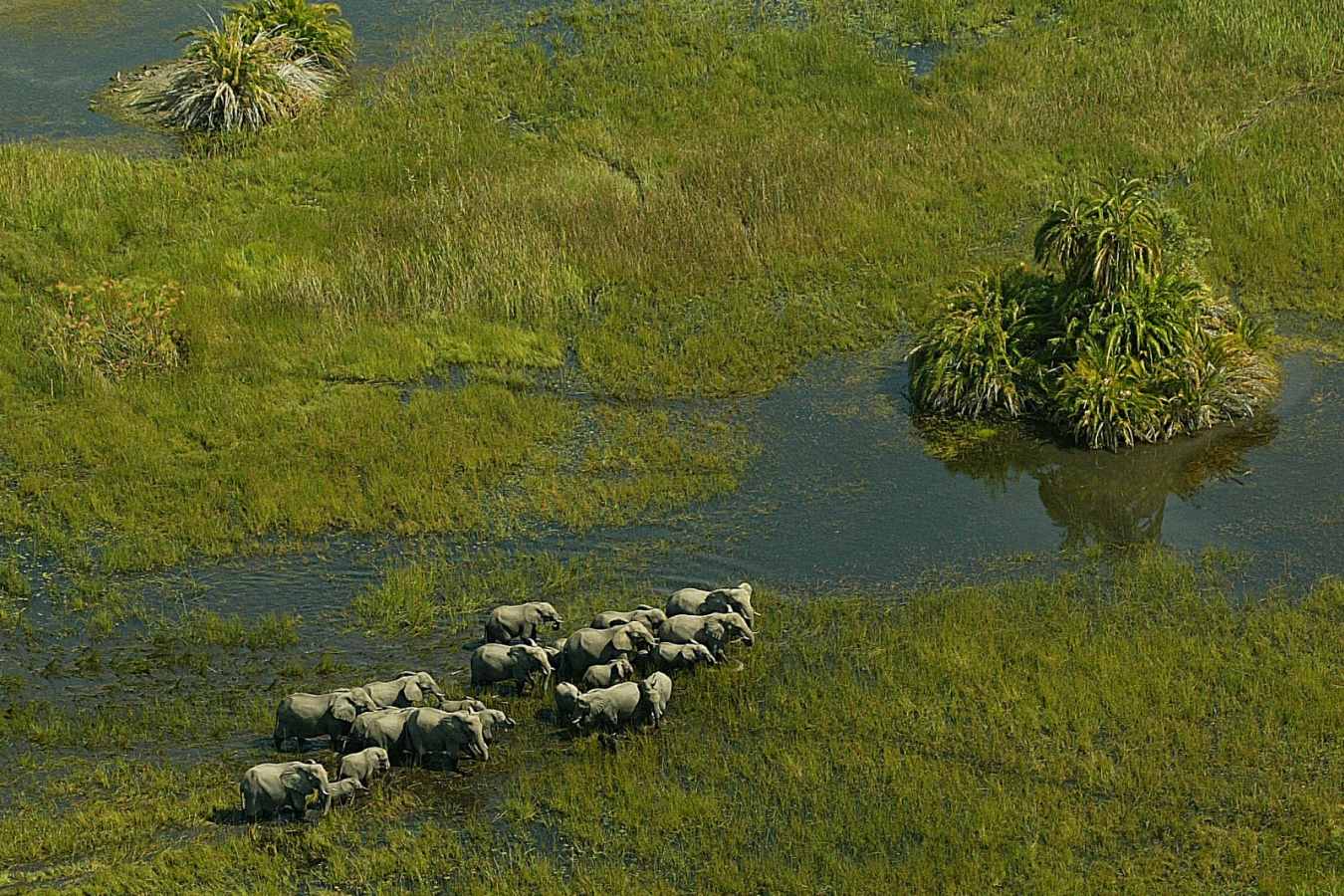 Elephant herd near Mombo - Mombo Camp