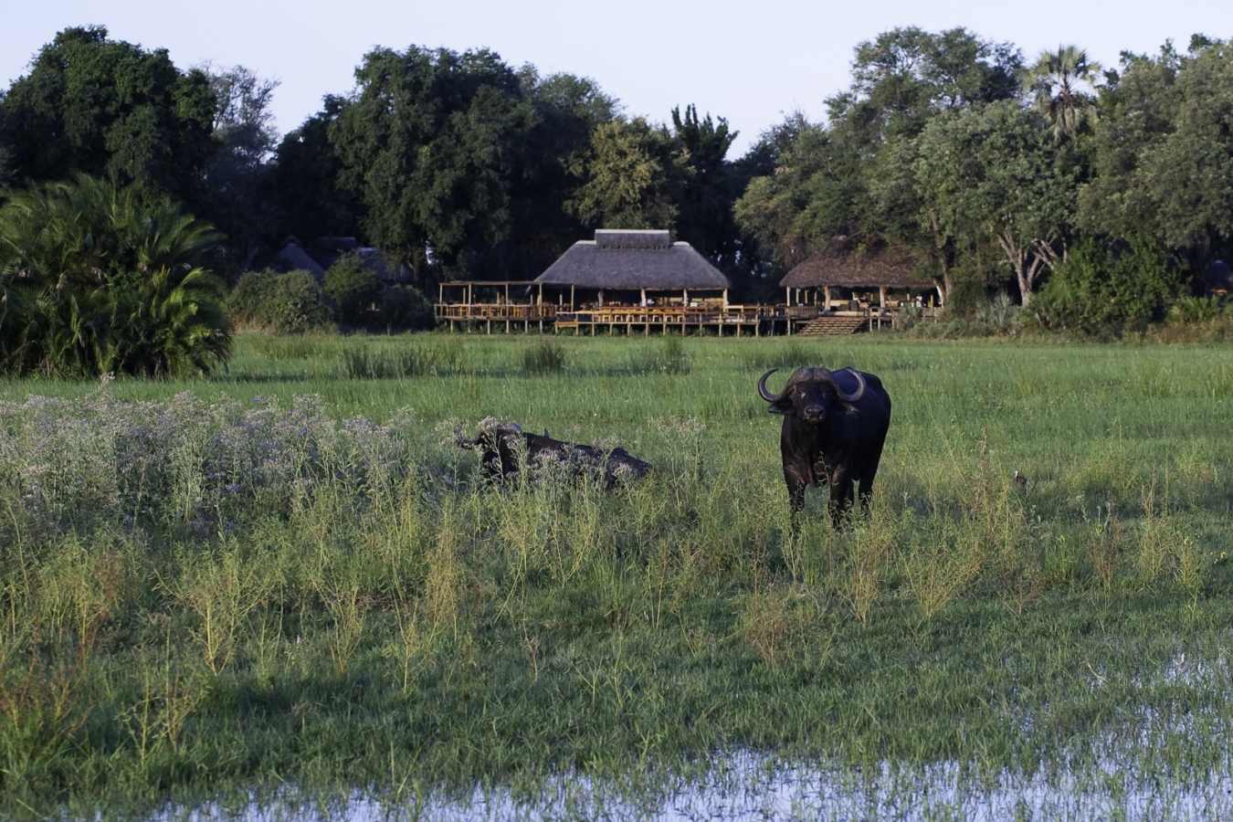 Exterior view and a water buffalo - Mombo Camp