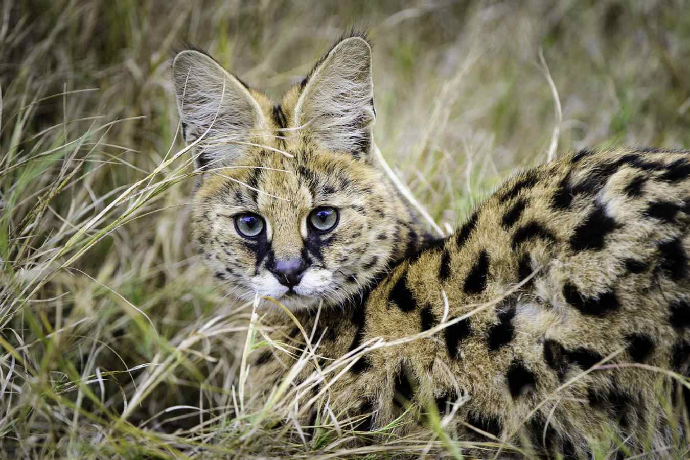 Serval - Mombo Camp