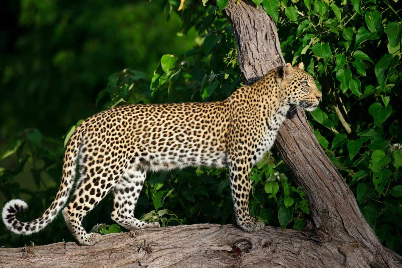 Leopard on the lookout - Qorokwe