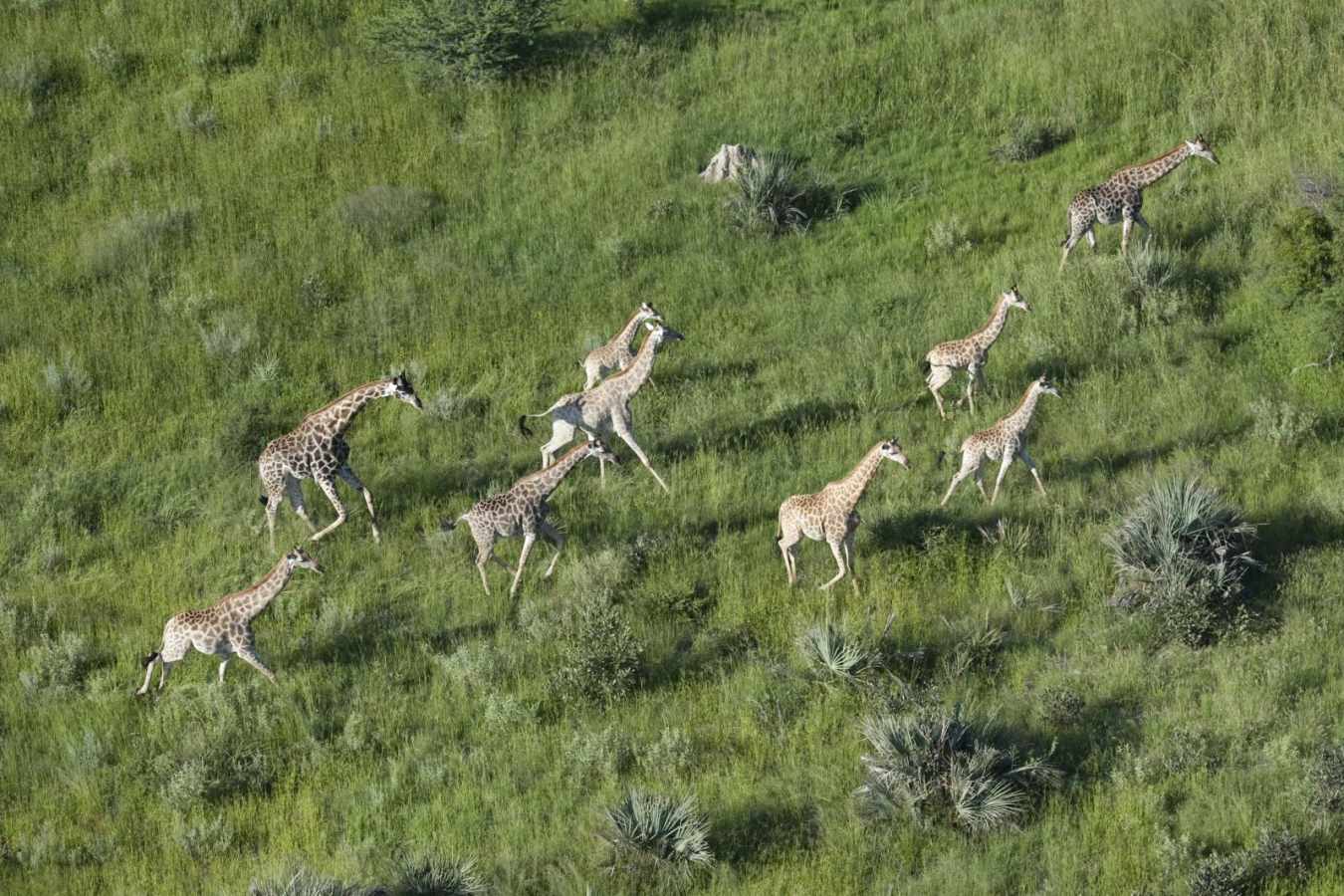 Giraffe aerial view - Gorokwe