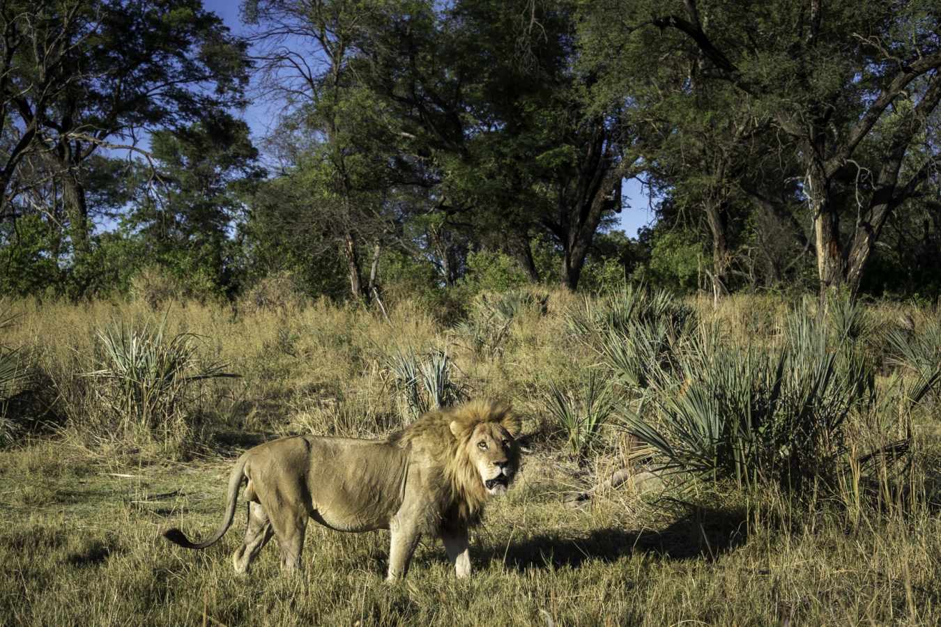 Lion - Qorokwe Concession