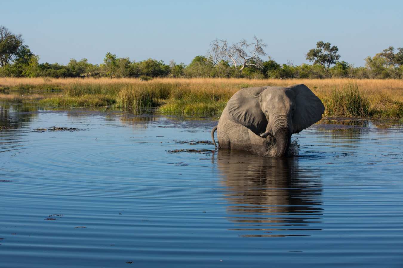 Elephant in river