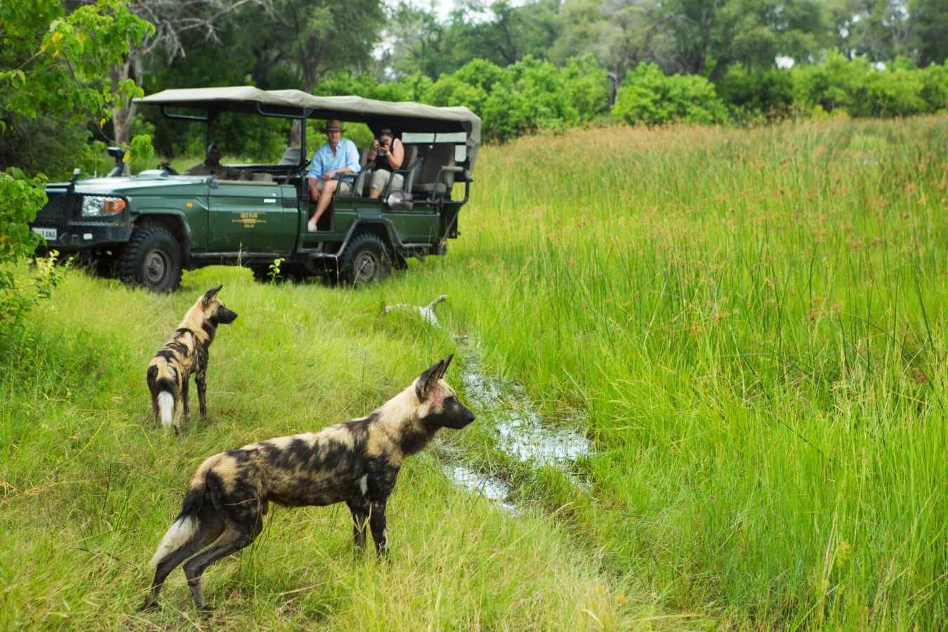 Wild dogs on game drive