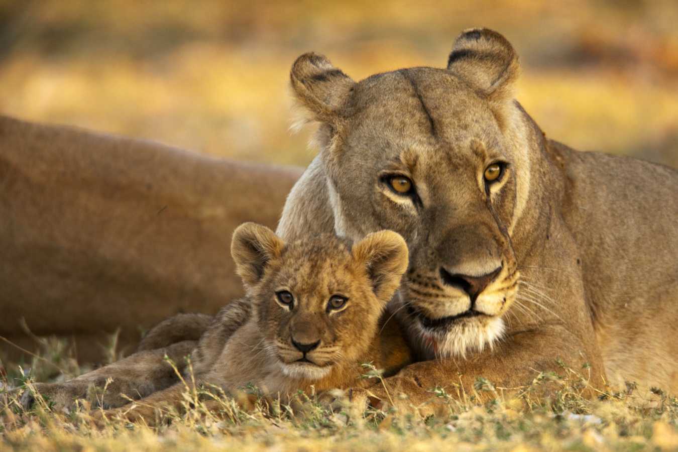 Lioness and cub at Selinda Camp