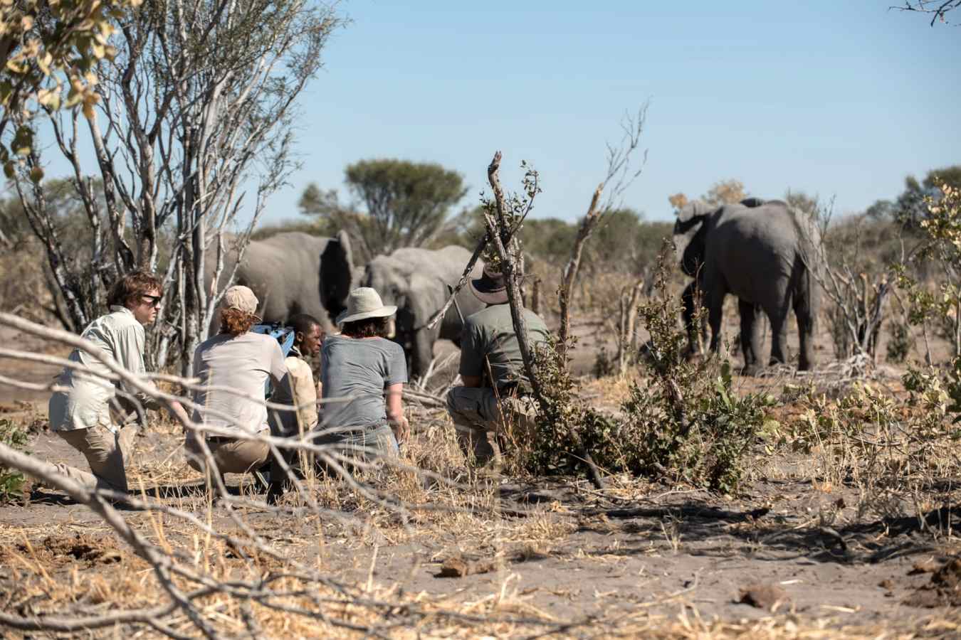 Elephants - Sky Beds
