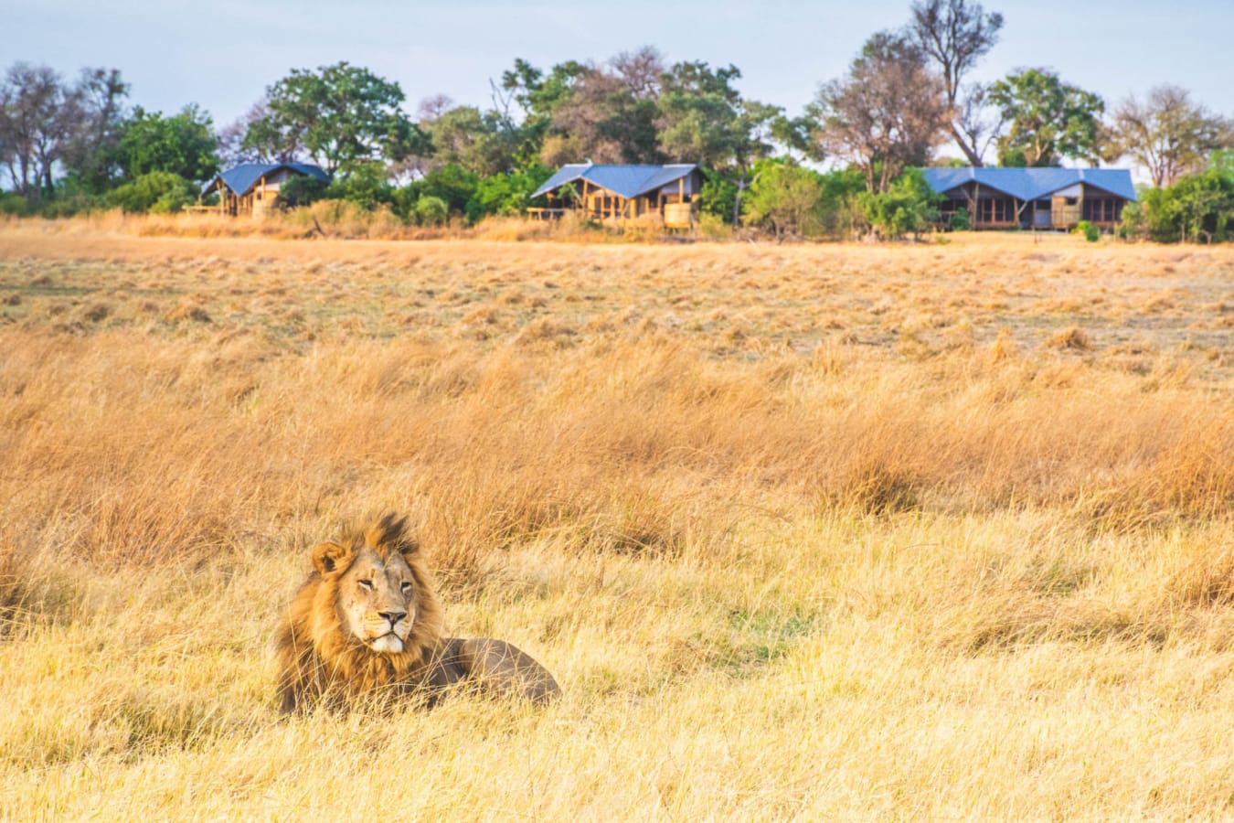 Lion