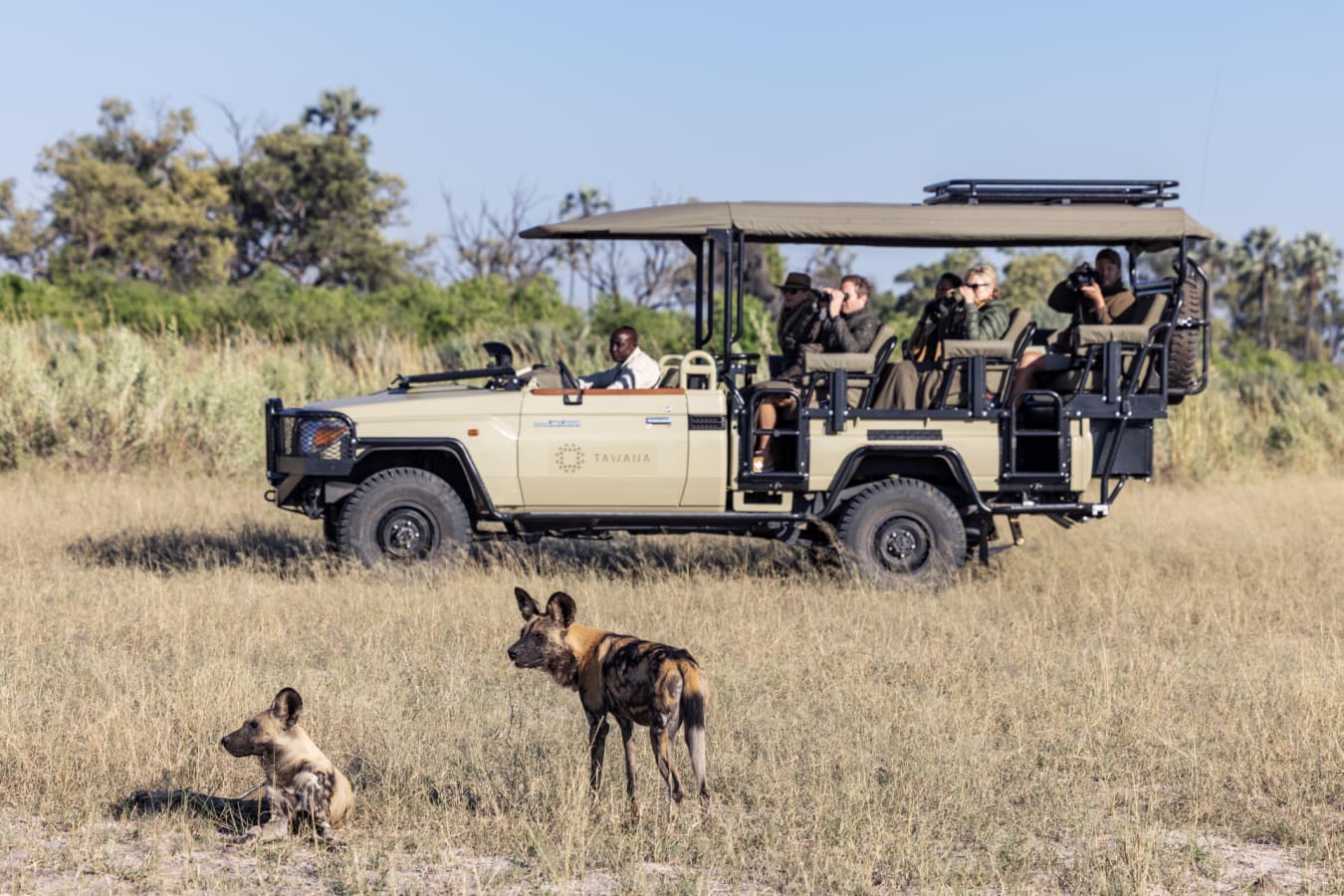 Game drive with wild dog 