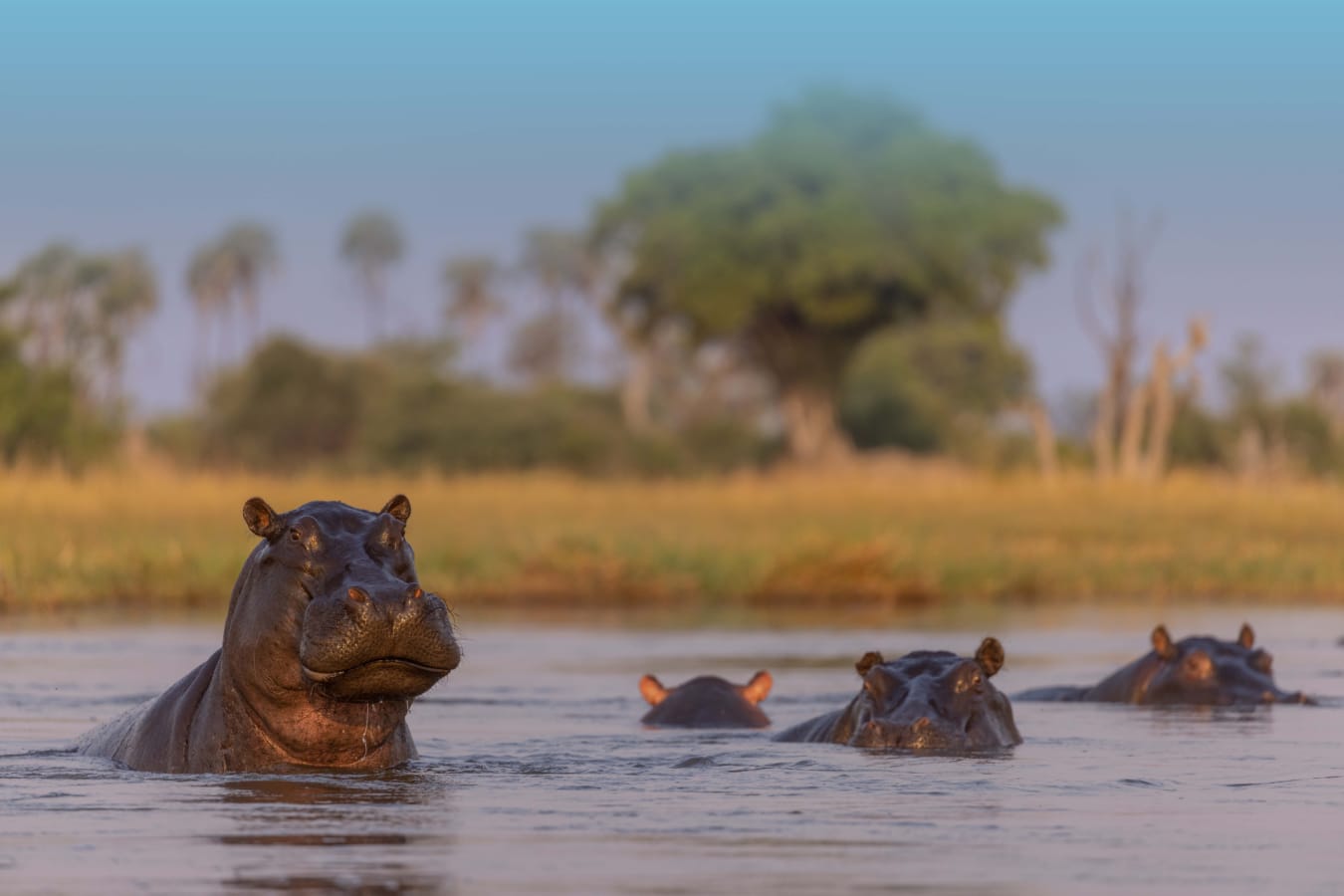 Hippo 