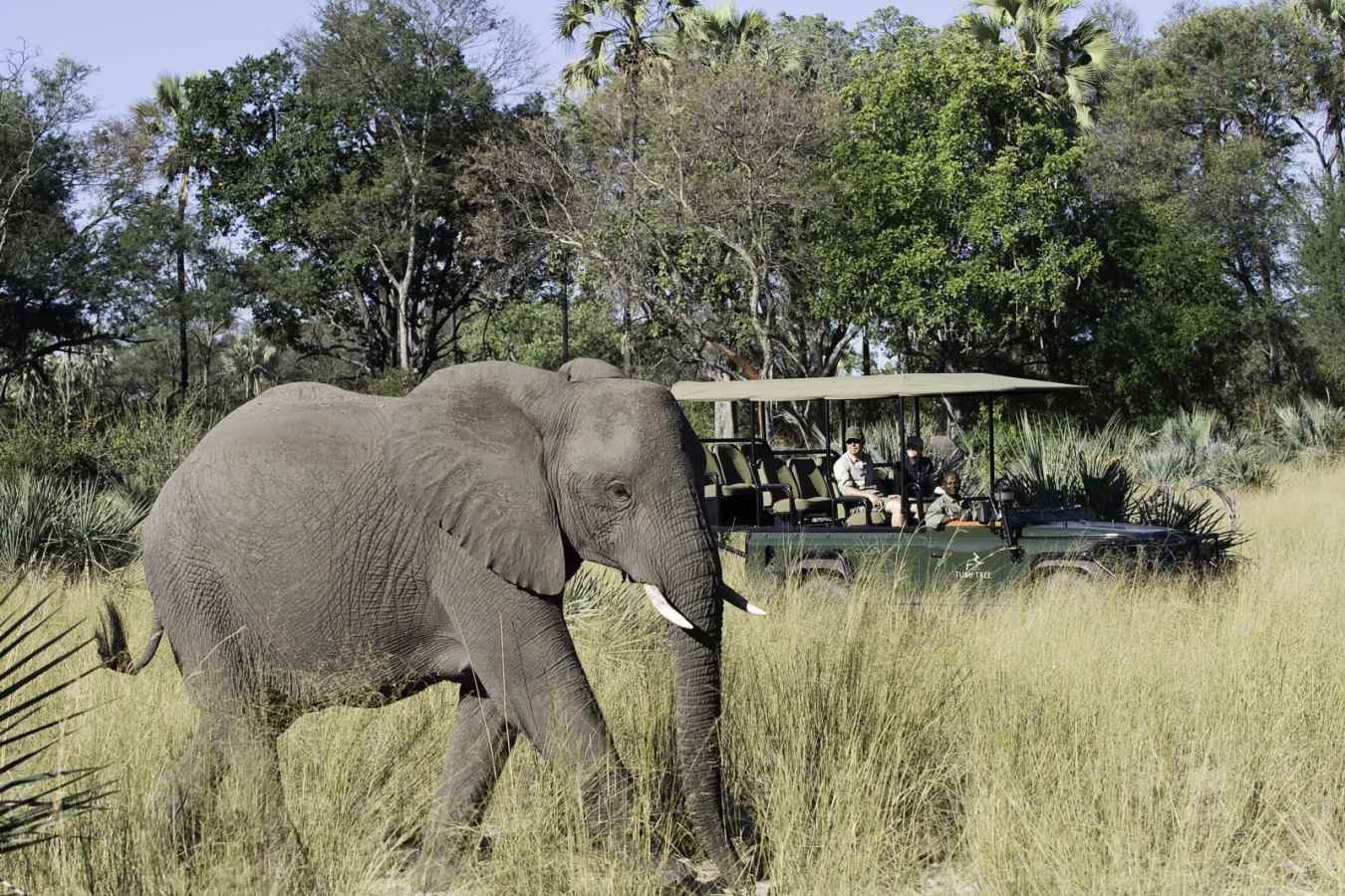 Elephant on a game drive - Tubu Tree Camp
