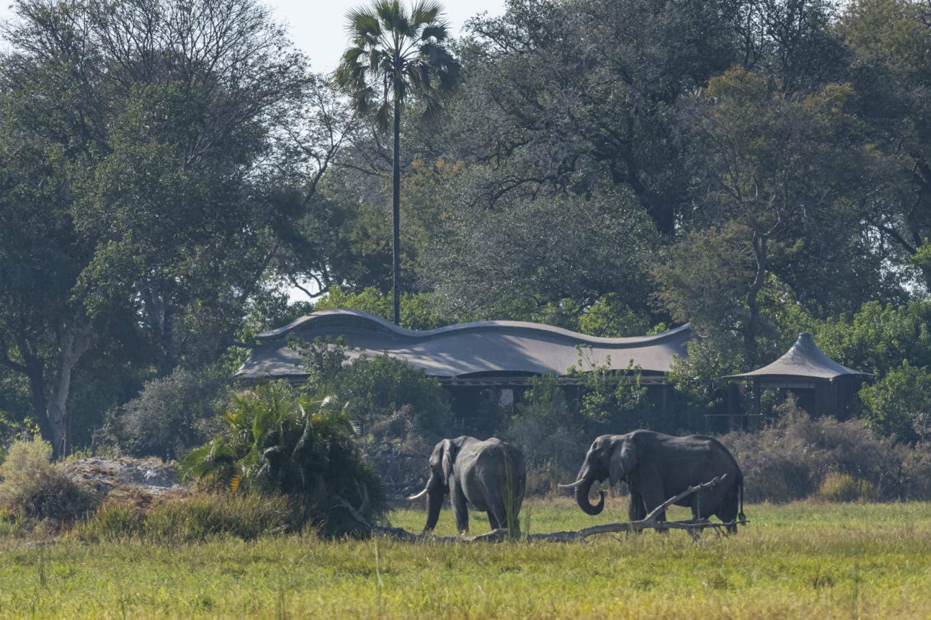 Elephants in camp 
