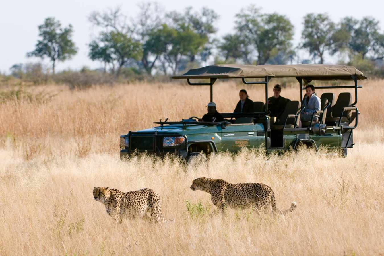 A game drive - Zarafa