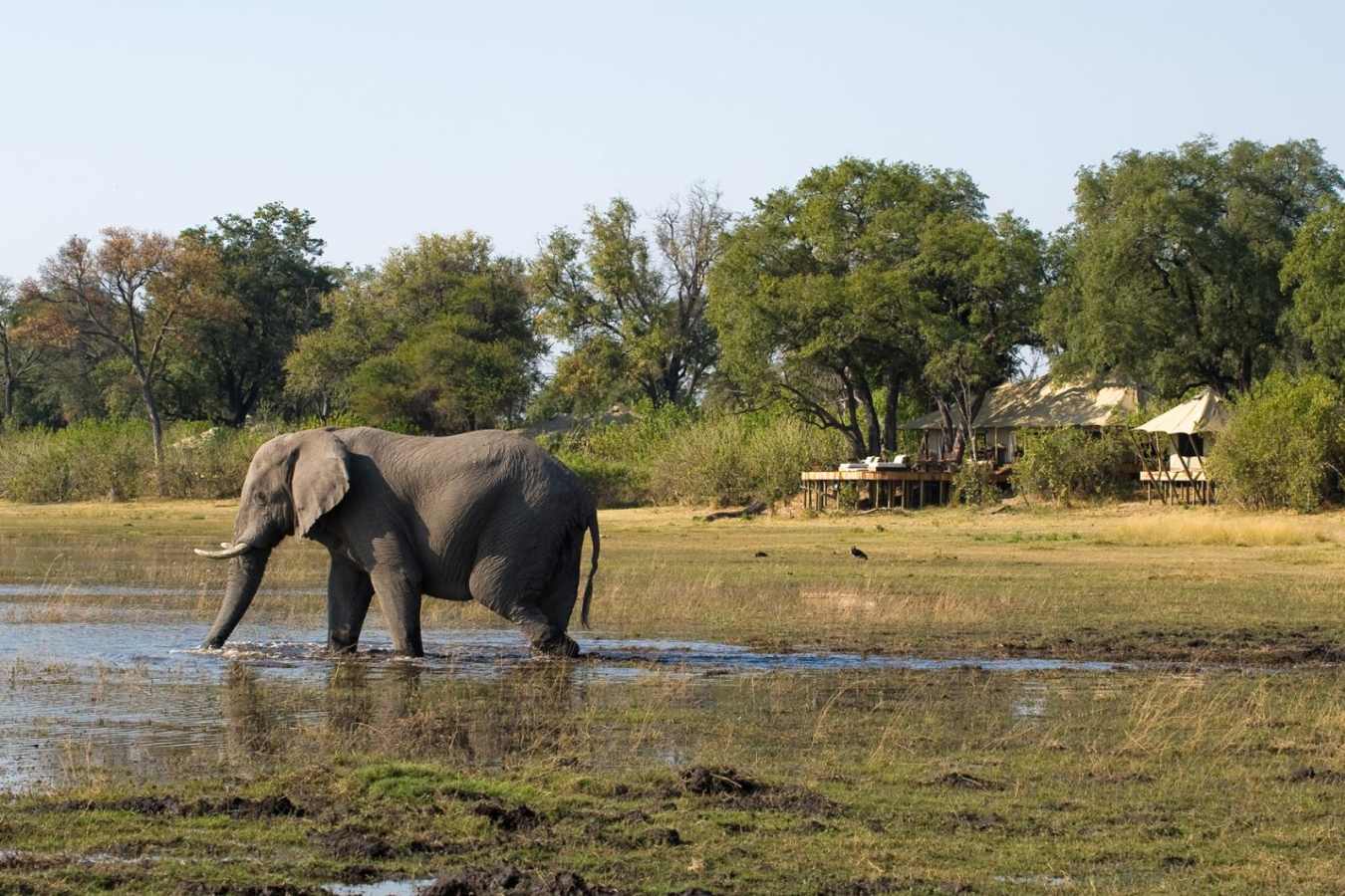 Elephant in front of the Camp - Zarafa