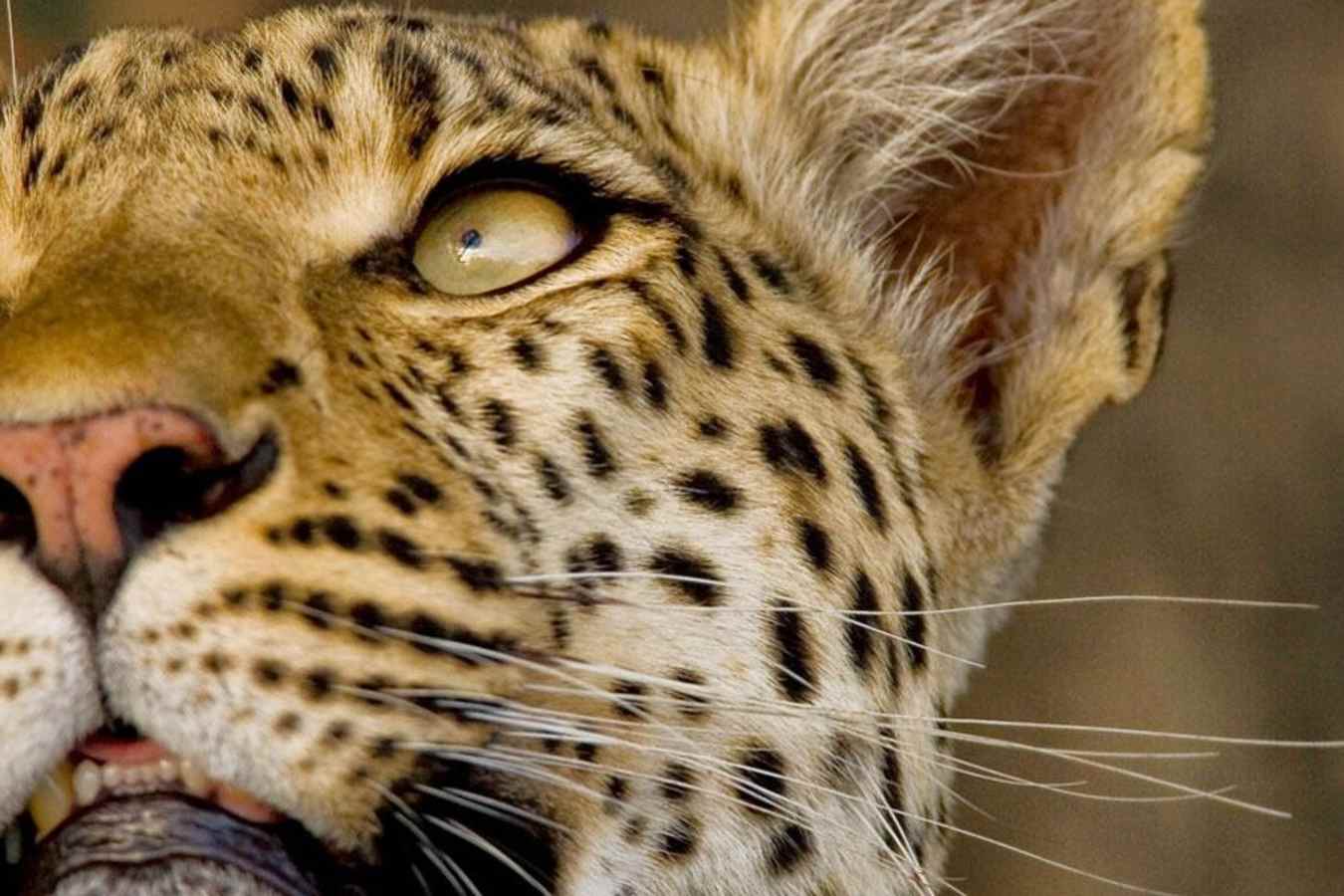 Leopard - Zarafa Camp