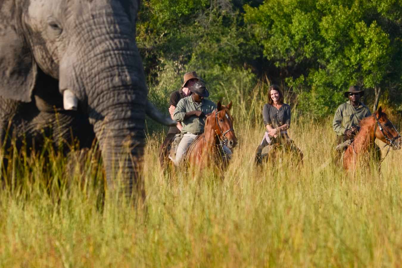 Riding with elephants - Wild Botswana Riding Safari