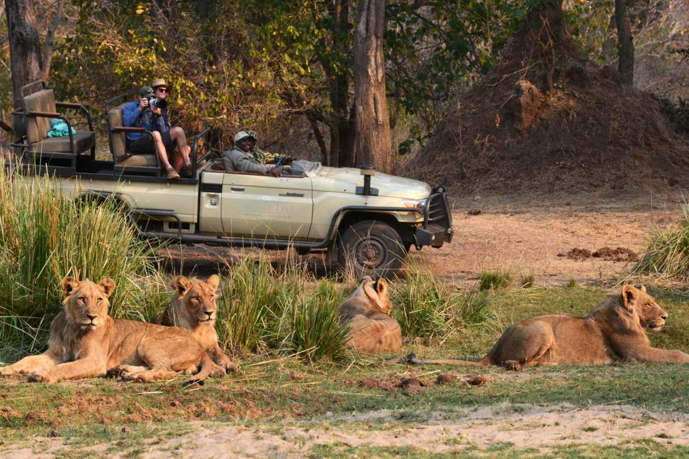 Game drive in Lower Zambezi