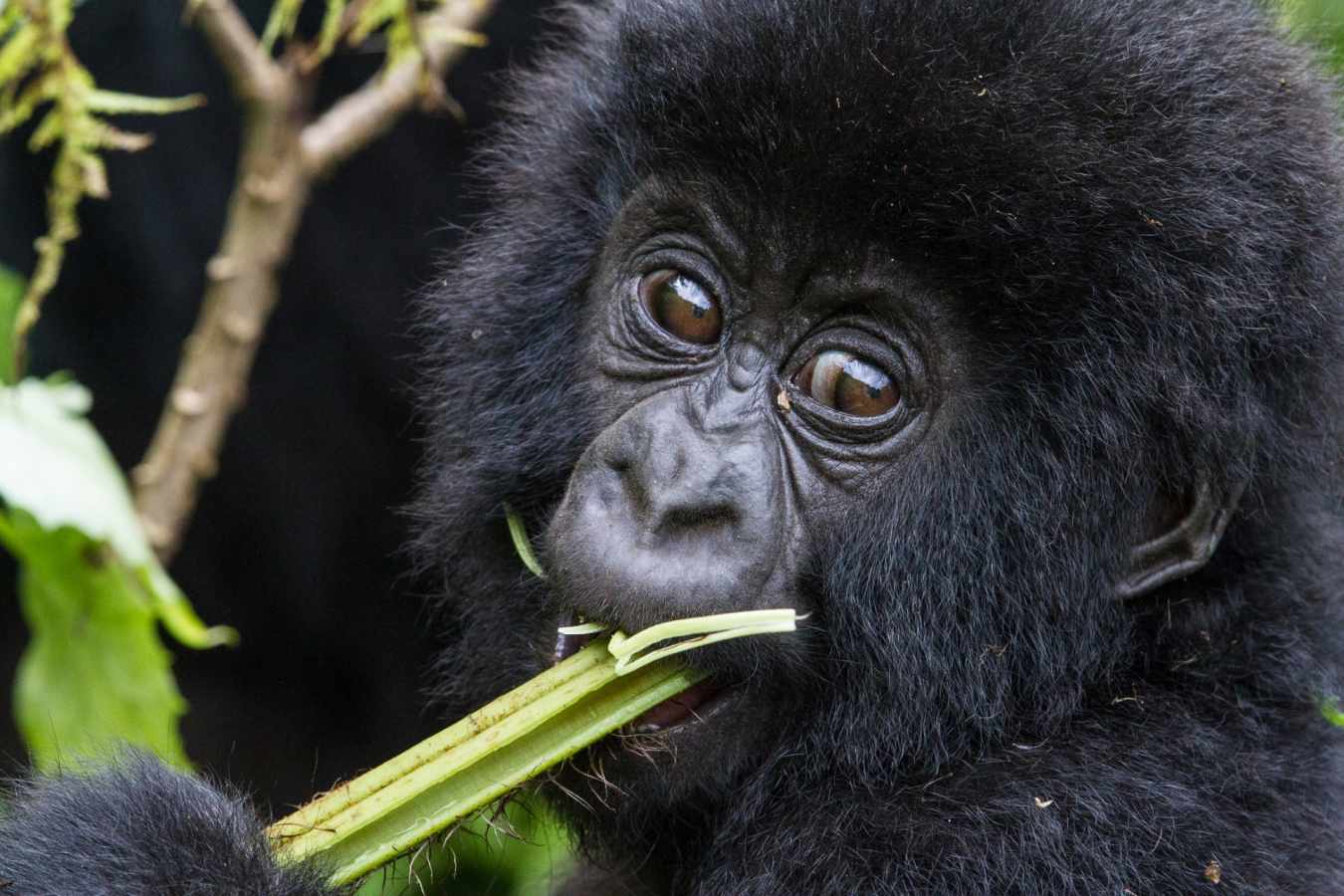 Gorilla