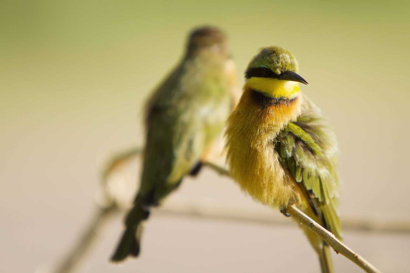 Bird - Botswana Honeymoon