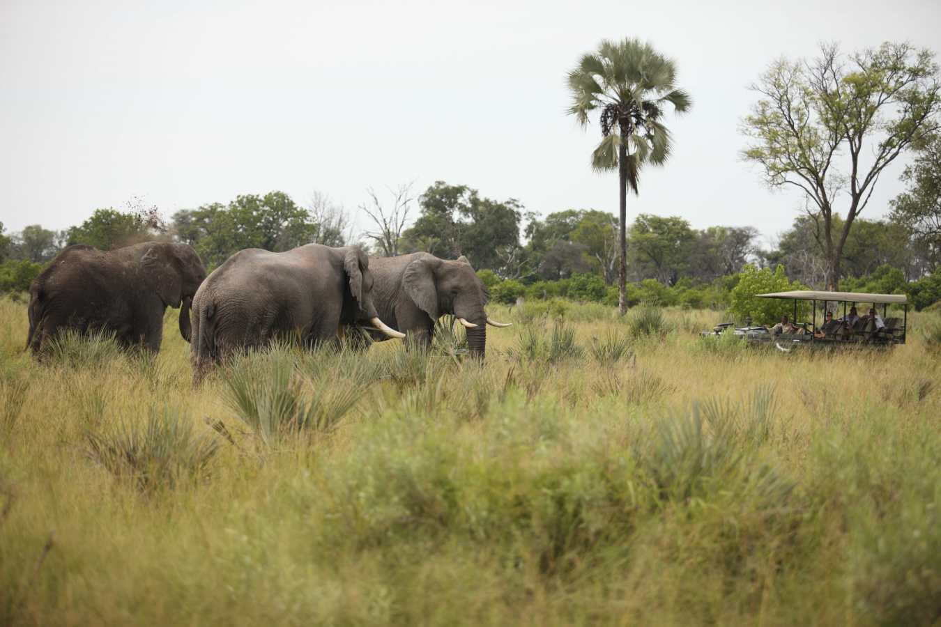 Game Drive - Highlights of Victoria Falls & Botswana
