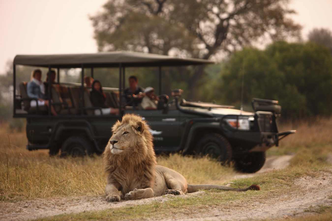 Game drives at Sandibe