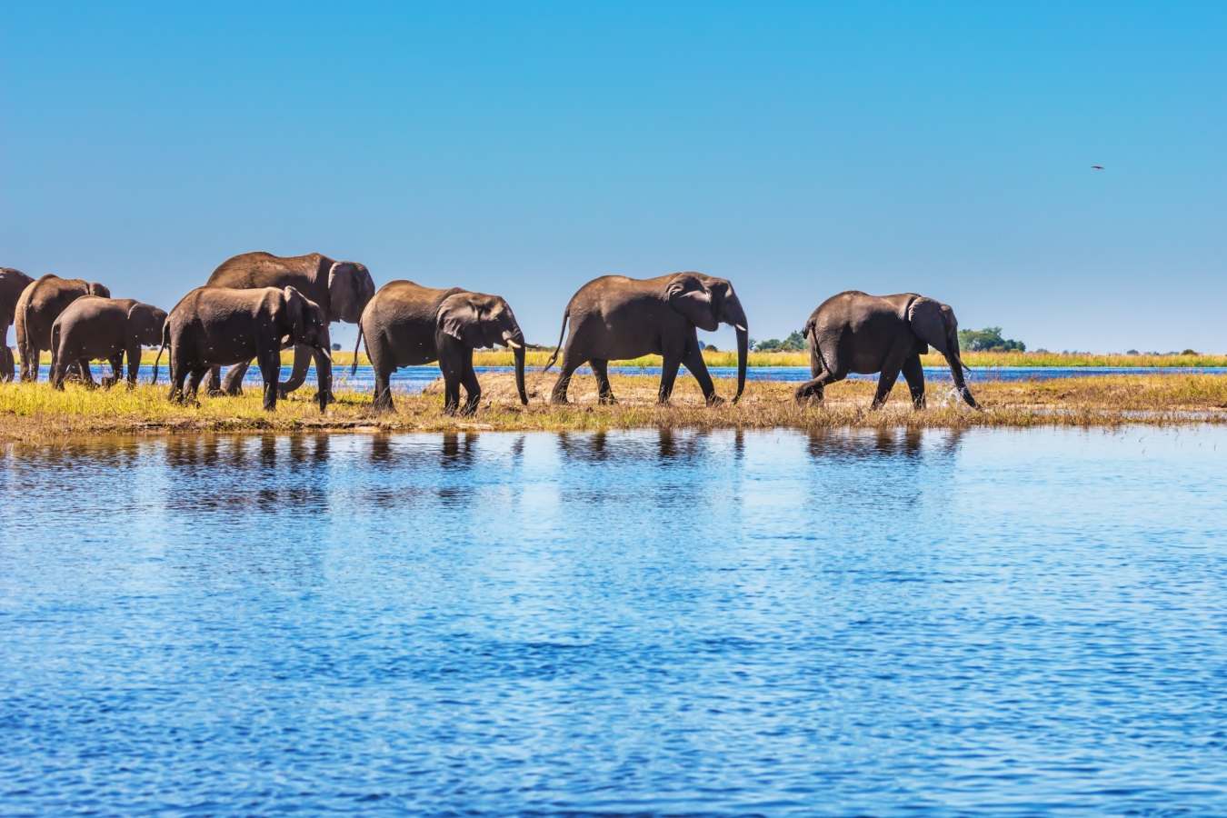 Elephants in the Delta - Essential Botswana